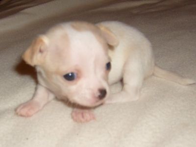 Chihuahua puppies available now.. 