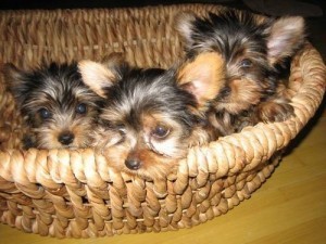 Yorkie Babies!! Boys and Girls! All Sizes