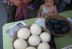 Fresh laid parrots eggs and their chicks for sale