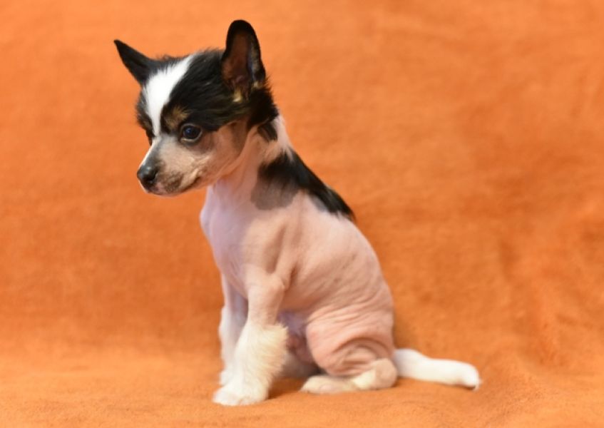 Chinese crested dog