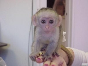 Capuchin Monkeys for Sale