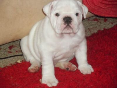 3 left white perfect bulldog puppies, Both, 1-3 months, white ... Swansea for sale.