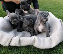  Excellent French Bulldog Puppies