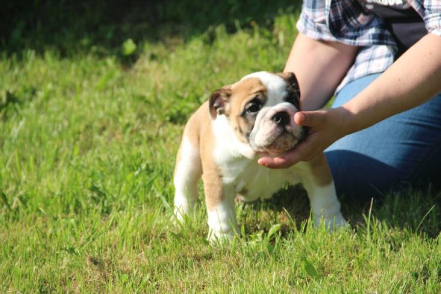 Beautiful English bulldog puppy (FCI)