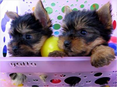 cute Tea Cup Yorkie Puppies For Free Adoption