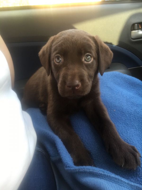 Ready Now Lab Puppies  