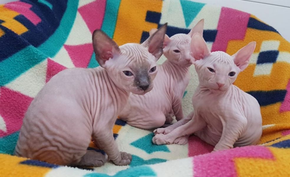 Cute Sphynx Kittens Available Now for sale 