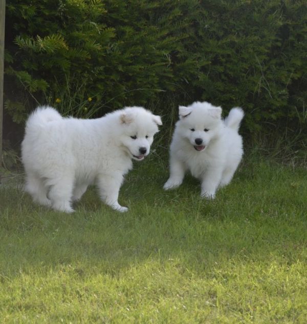Samoyed puppies