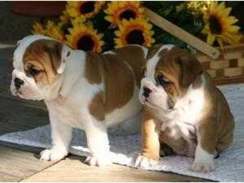 English Bulldog Pups Carrying Chocolate