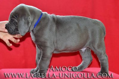 Great Dane Puppies in blue