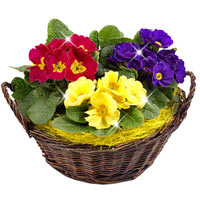 Flowers Spread Happiness in Germany 