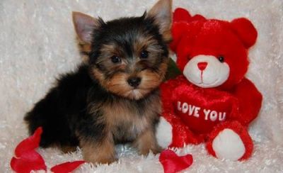 beautiful female yorkie puppy ready for sale 