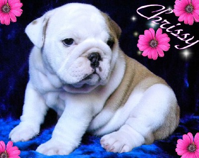 Male and Female English Bulldog Puppies For Adoption