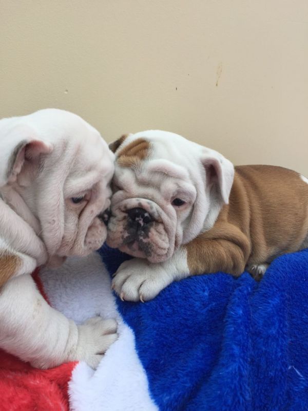 British Bulldog Puppies