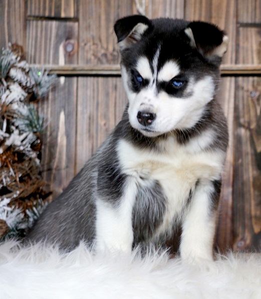 Adorable  Blue Eyes Siberian Husky Puppies For Sale .