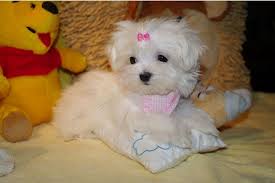 Beautiful Maltese Puppies