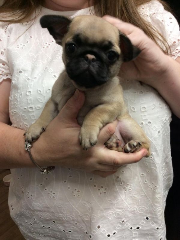 4 pug puppies left, ready to go next week