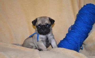 Faith's Blue pug Puppies, Both, 0-11