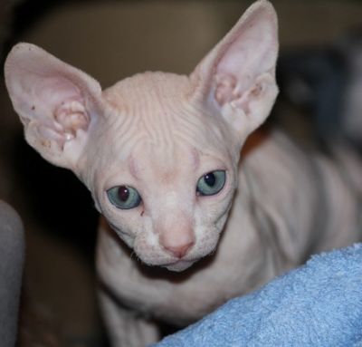 Gccf pink slip registered Sphynx kittens hair-less body ready for good homes