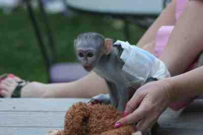 We have available lovely Baby capuchin monkeys to give out to a lovely home . 