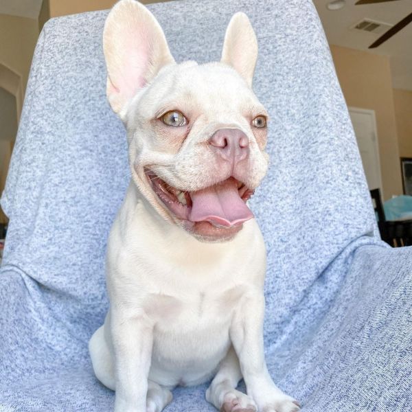 French bulldog puppies for adoption