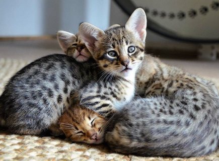 Lovely Savannah Kittens for sale