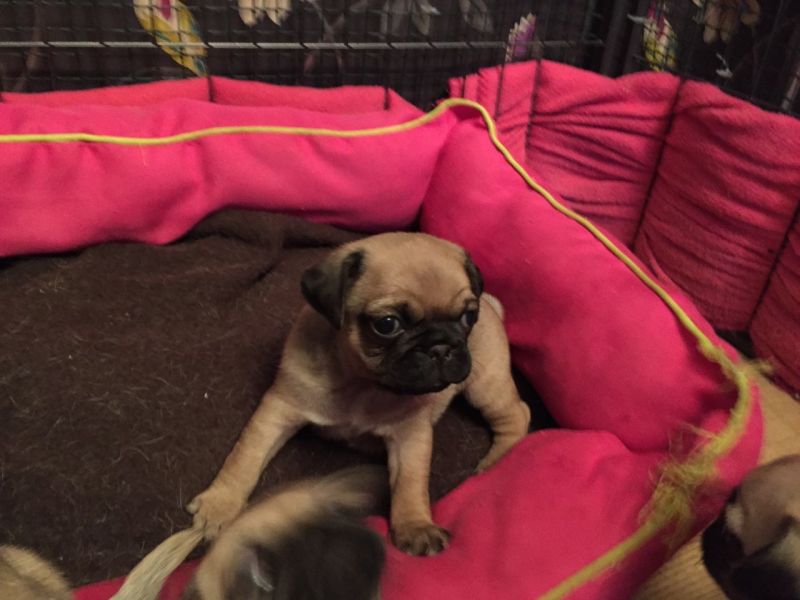  Beautiful Pure Bred Pug Puppies For Sale