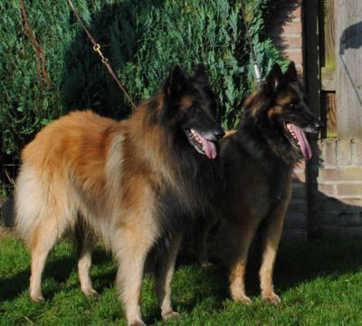 Belgian Shepherd Dog (Tervuren) Puppies, DE PALIARO