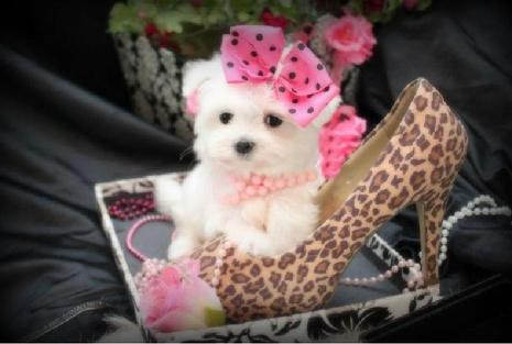 Cute maltese puppies for ale