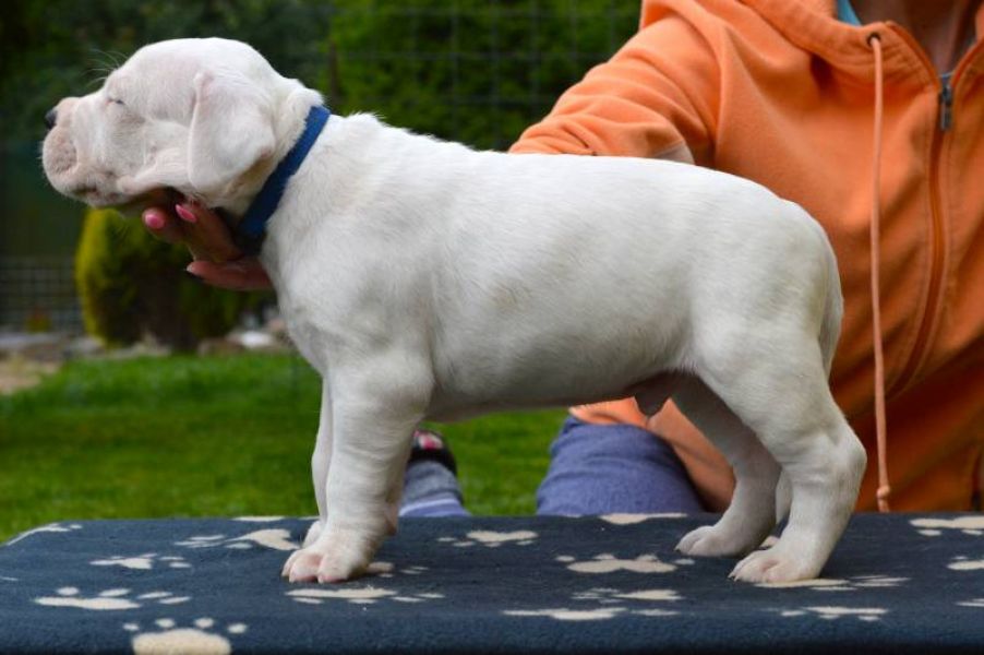 Dogo Argentino puppies with pedigree