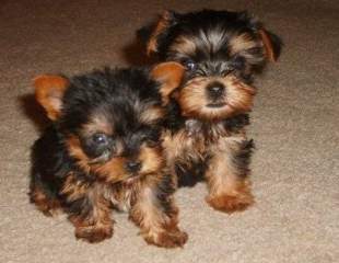 cute male and female Yorkie puppies ready for a good home