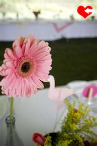 perfumes pamper parties