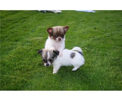 chihuahua puppies seeking for true homes