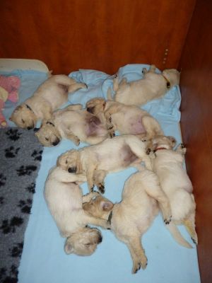 Puppies - Golden Retriever