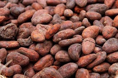 Mature Dried Flaour High Quality Cocoa Bean for Sale