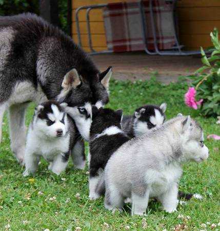 Female and Male Siberian Husky Puppies for adoption text (860) 937-1159