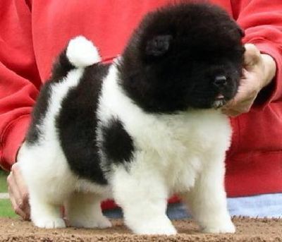 Akita Puppies Ready Now!!!!!
