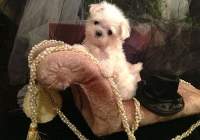 Maltese easily befriend other dogs and cats, even much larger ones.