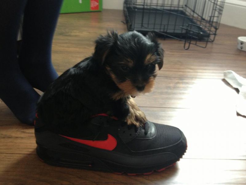 Yorkie Babies!! Boys and Girls! All Sizes