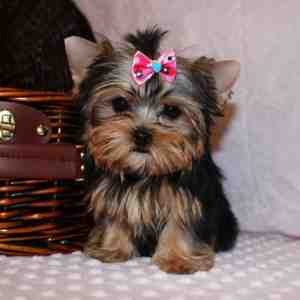  ~~~AKC Yorkie Puppies~~~Yorkshire Terrier~~~