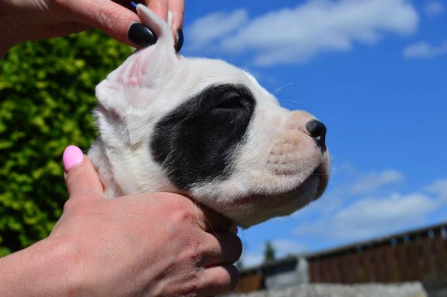 Dogo Argentino puppies with pedigree