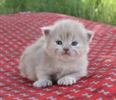 shotleg munchkin kittens-shorthair