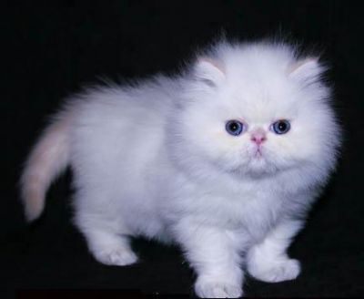 Cute Lovely Kitten available for Sale