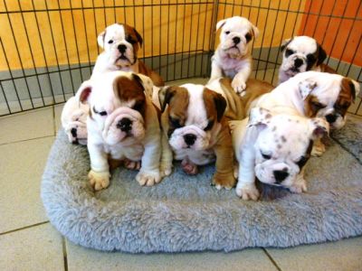 Outstanding English Bulldog Puppies