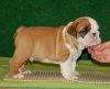Adorable English Bulldog pups for free adoption
