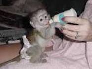cute and adorable baby capuchin monkeys for adoption