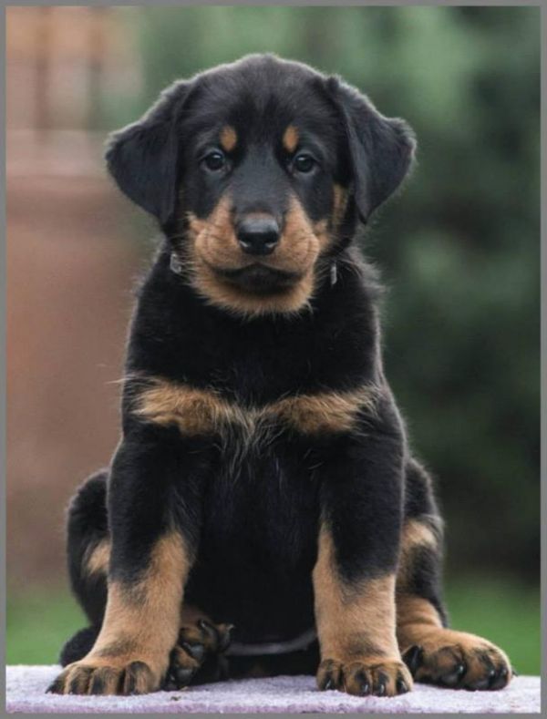Beauceron (Berger de Beauce) – FCI registred