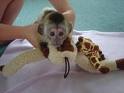 Home Trained Capuchin,Marmoset,Squirrel and Spider Monkeys Available