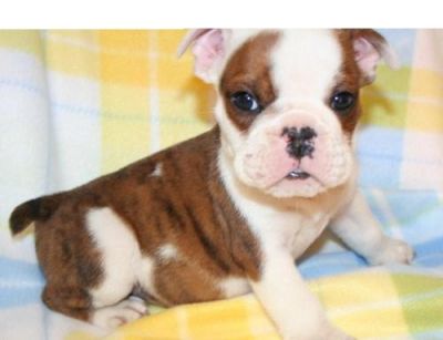 hansom english bull dog puppy for free adoption
