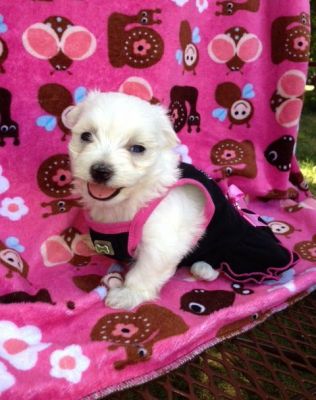 playful Teacup Maltese puppies for sale